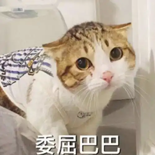 抚职v生活啥听说你在宿舍养了一头猪
