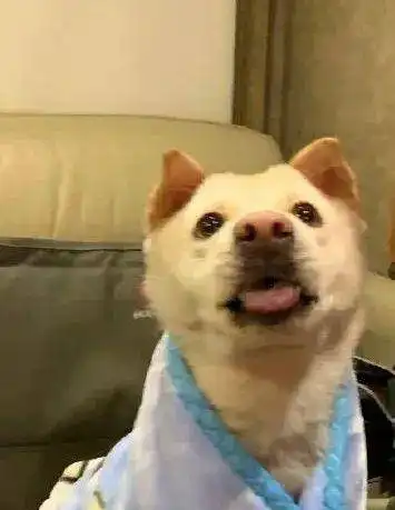 吴磊养了一只小土狗后,微博就变成恋爱日记网友太齁了

