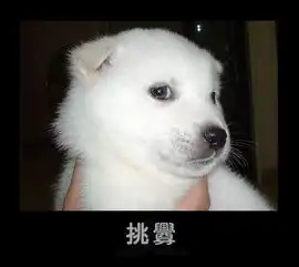 好可爱的宠物表情不知道有没有人发过不断更新中,喜欢的顶顶矮大家都来贴亚嘿嘿
