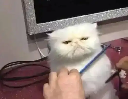主人亲自给猫咪修毛,结果它却露出一副委屈的样子,瞬间让人笑喷
