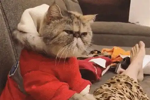 养猫终获回报,猫咪开始主动帮铲屎官剥糖纸,温柔程度堪比暖男
