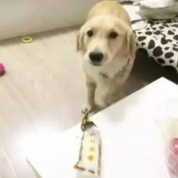 金毛偷吃鸡爪被抓,于是它想了这一招
