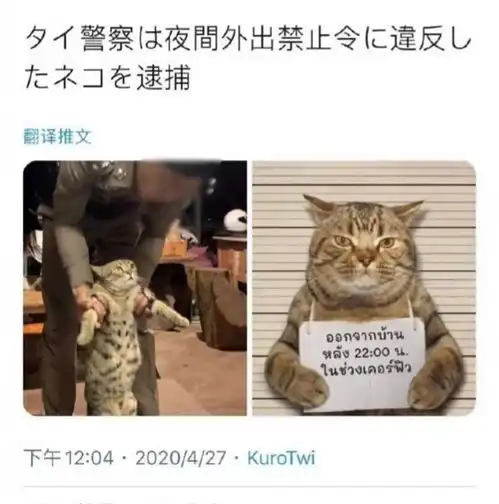 真事一只小猫被警方逮捕,原因意想不到
