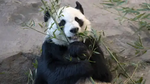 芬兰动物园因资金紧张将提前归还中国大熊猫

