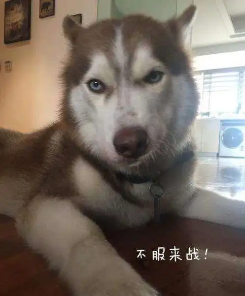 行走的表情包,二哈不服来战
