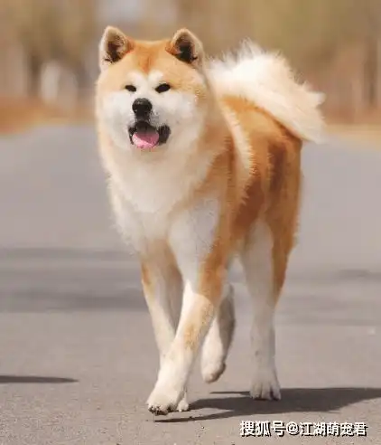 分辨柴犬和秋田犬的方法,注意看了
