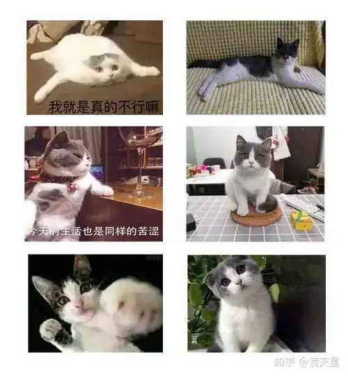 蓝白猫精美壁纸合集,搞笑表情包

