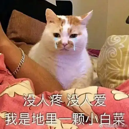 网红猫楼楼去世,很多人可能不知道它的名字,却一定用过它的表情包
