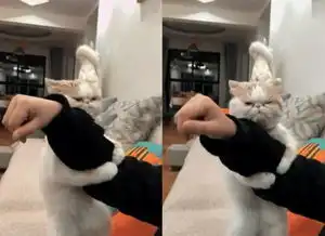 女孩下班回家后,刚打算躺在沙发上休息,猫咪的行为令人笑喷了
