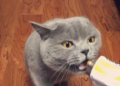 带蓝猫去医院打吊针,被针扎的蓝猫表情亮了铲屎的你给我等着
