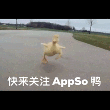 微信最火的鸭鸭表情包大集合,快来带走鸭内附资源有用功
