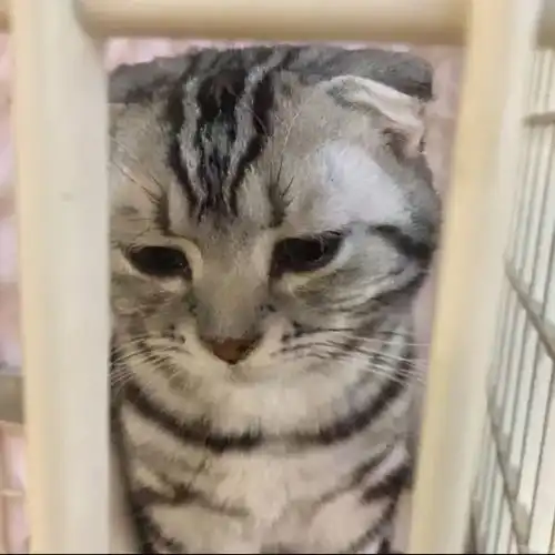 猫咪最怕这几种惩罚方式,宠主们要避免不然猫咪会恨你
