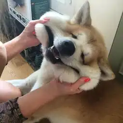 旺旺狗表情包狗子