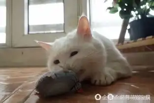 趁主人不在,猫咪找不到吃的自己偷吃凤爪接下来表情让人哭笑不得
