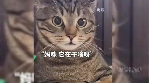 小狗第一次到小猫家,想找猫咪玩又害羞,猫咪一脸懵的表情好可爱
