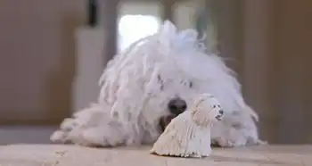 扎克伯格送3d打印塑像做礼物爱犬表情亮了
