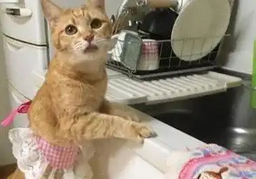 橘猫因吃太多被关起来,不得不洗碗还债,小表情精彩笑得主人胃疼
