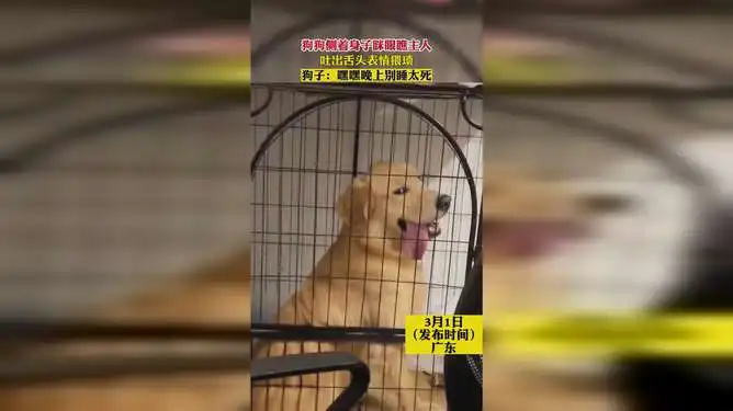 狗狗侧着身子眯眼瞧主人,吐出舌头表情猥琐
