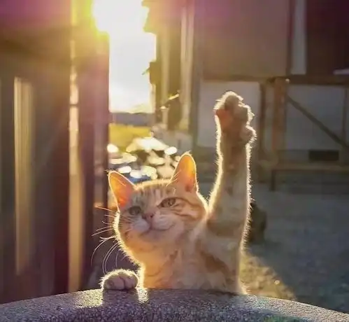 每日一笑一大波可爱的猫咪图片来袭,请查收
