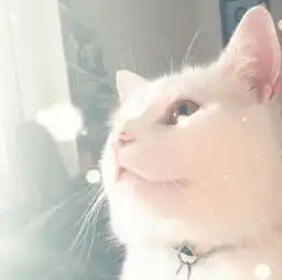 笑飞,满脸写着抗拒的猫,因一张表情包爆红我就是不吃菜
