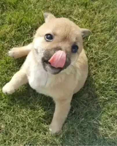 土狗见了洋狗会自卑吗
