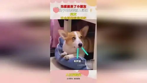 当家里来了小朋友,狗子的表情耐人寻味,网友这会脑袋嗡嗡的吧
