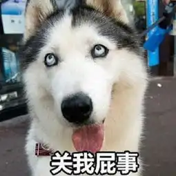 狗系表情包大赛,三类表情包笑点十足,究竟哪一类才是你菜
