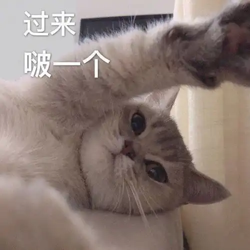 萌宠表情包你在干什么
