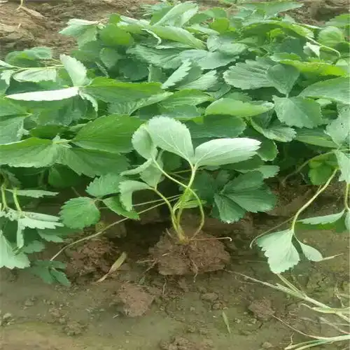 重庆怎样培育硕蜜草莓苗