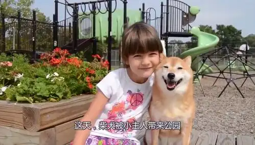 可爱柴柴老公园,跟小主人玩的不亦乐乎,表情太萌了

