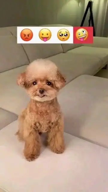 泰迪模仿表情包,特像
