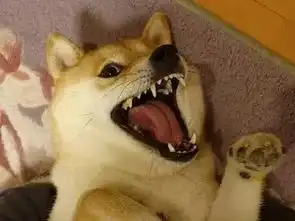 茶叶渣洒在榻榻米上,猫咪见了一脸慌张,不是本喵干的
