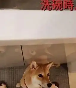 听说柴犬不亲人难养主人用照片狂打脸,你看我脚边是什么
