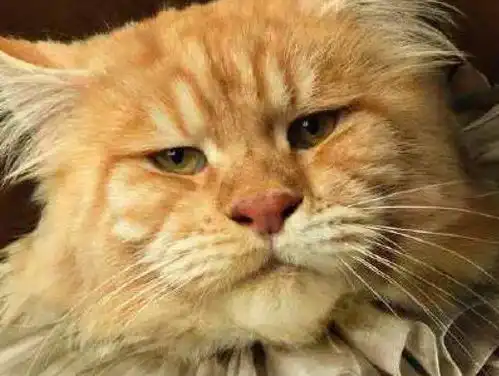这些猫咪长得像易烊千玺大张伟和李荣浩猫为何会长人脸
