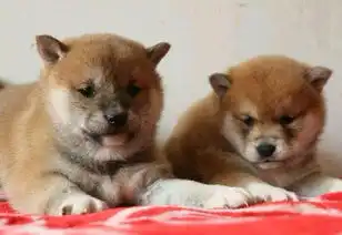 图成都出售纯种柴犬自家养殖的当面测试交易同城免费送狗成都宠物狗

