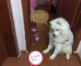 玩具落小主人屋里不敢拿,狗狗乖乖蹲门口等,小表情委屈极了
