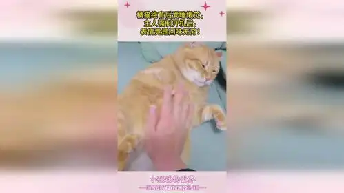 橘猫绝育后爱睡懒觉,主人强制开机后,表情竟是回味无穷
