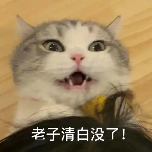 网红猫咪拖地猫大头表情包六
