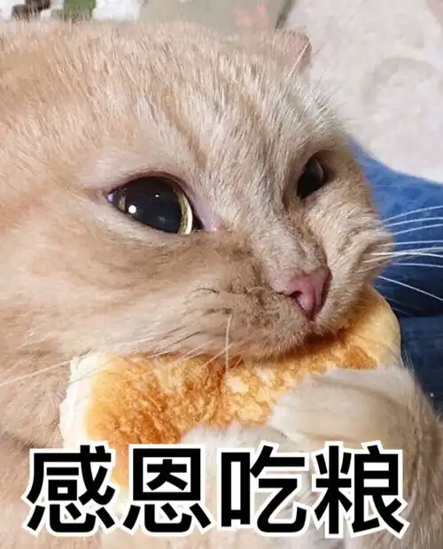 黑猫十一的相册我用别人家主子作过的表情包
