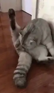 你根本不知道,养只猫有多幸福
