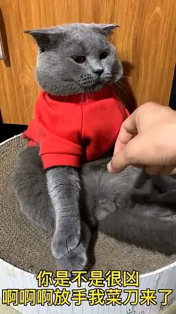 五米的大砍刀,专治猫咪各种不服