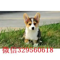 唐山纯种柯基犬包三个月健康两色三色都有价格优惠