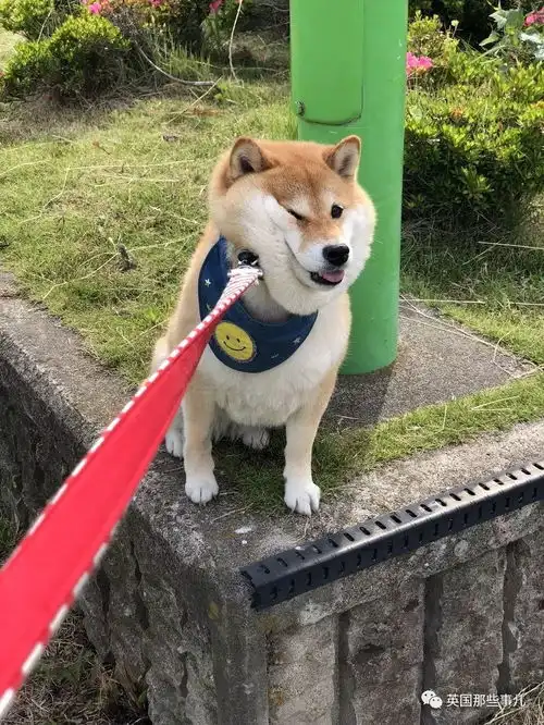 我不想我不想我不想回家这贪玩的柴犬,简直是一行走的表情包
