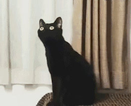 猫主子喜欢一个人需要理由吗不需要那猫呢
