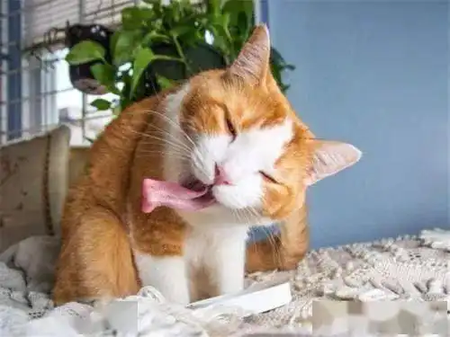 这4种情况,会导致猫咪掉毛,铲屎官们都知道吗
