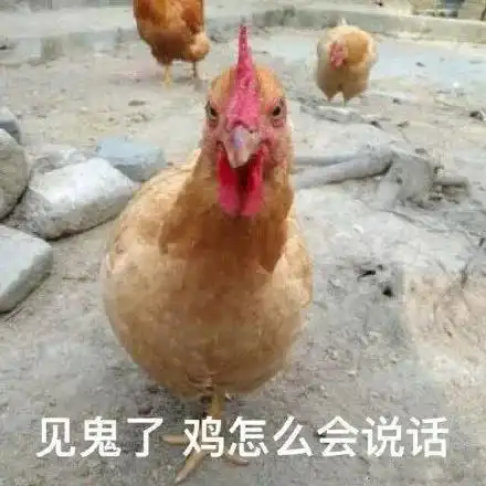 鸡笼警告表情包
