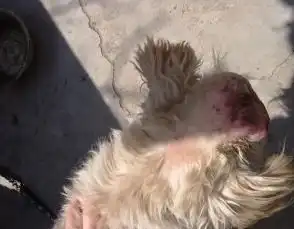 狗身上长癞怎么办

