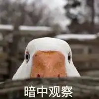 大白鹅表情包可爱微信头像图片大全
