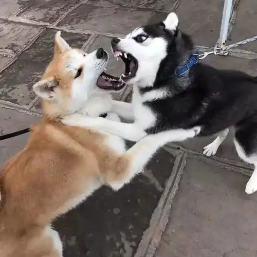 当柴犬遇上哈士奇,两个表情包交战,真是笑得停不下来
