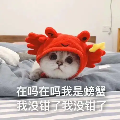 带猫回家过年,是我做过最错误的决定
